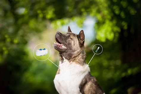 pet chip vs rfid|where to get dog microchipped.